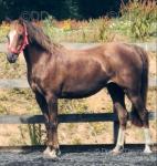 12.2hh Mare