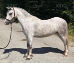 Cloigen Aron, 11.2hh Welsh Section A Gelding 
