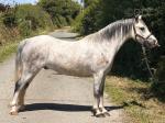 Cloigen Aron, 11.2hh Welsh Section A Gelding 
