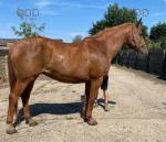 Chance, 17hh Mare