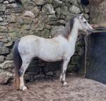 11.1hh Welsh Section A Mare