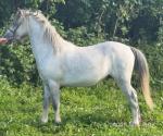 Crumpwell Blue Otis, Welsh Section A Gelding