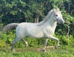 Crumpwell Blue Otis, Welsh Section A Gelding