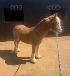 Colt