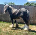 11.2hh Stallion