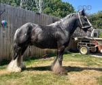 11.2hh Stallion