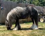 11.2hh Stallion