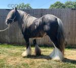 11.2hh Stallion