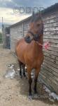 Betsy, 14.1hh Riding Mare