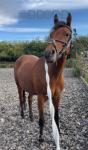 Betsy, 14.1hh Riding Mare