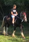13.2hh Ride and Drive Stallion