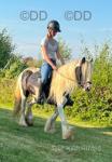 Molly, 12hh Riding Mare