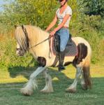 Molly, 12hh Riding Mare