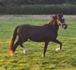Welsh Section D Filly 