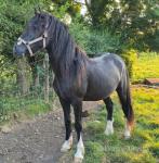 Welsh Section D Filly 