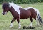 Ponies