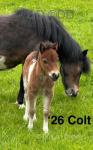 Ponies