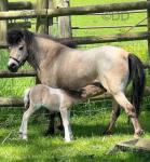 Ponies