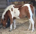 Ponies
