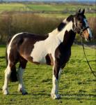 Annie, 16.1hh Riding Mare