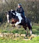 Annie, 16.1hh Riding Mare