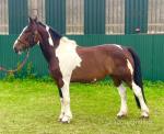 Annie, 16.1hh Riding Mare