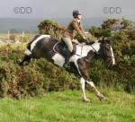 Annie, 16.1hh Riding Mare