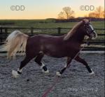 Welsh Section D Gelding 