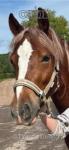 Welsh Section D Gelding 
