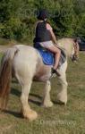 13.2hh Ride and Drive Mare