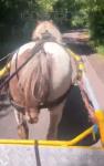 13.2hh Ride and Drive Mare