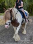 13.2hh Ride and Drive Mare