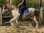 13.2hh Ride and Drive Mare
