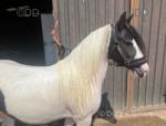 Filly