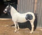 Filly