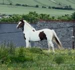 Echo, 15.3hh Ride and Drive Mare 