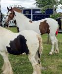 Echo, 15.3hh Ride and Drive Mare 