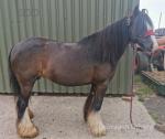 Lisa, 13.2hh Riding Mare