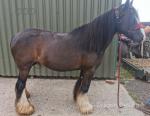 Lisa, 13.2hh Riding Mare