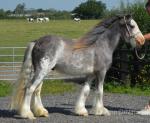 Colts & Geldings 