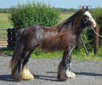 Colts & Geldings 