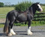Colts & Geldings 