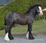 Colts & Geldings 