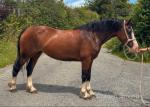 Cloigen Cantores, 13hh Welsh Section C 