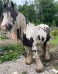 12hh Gelding 