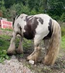 12hh Gelding 