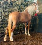 Filly