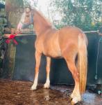 Filly