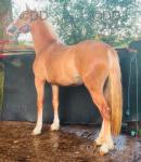 Filly