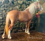 Filly
